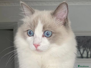 Ragdoll cats - Advert 30