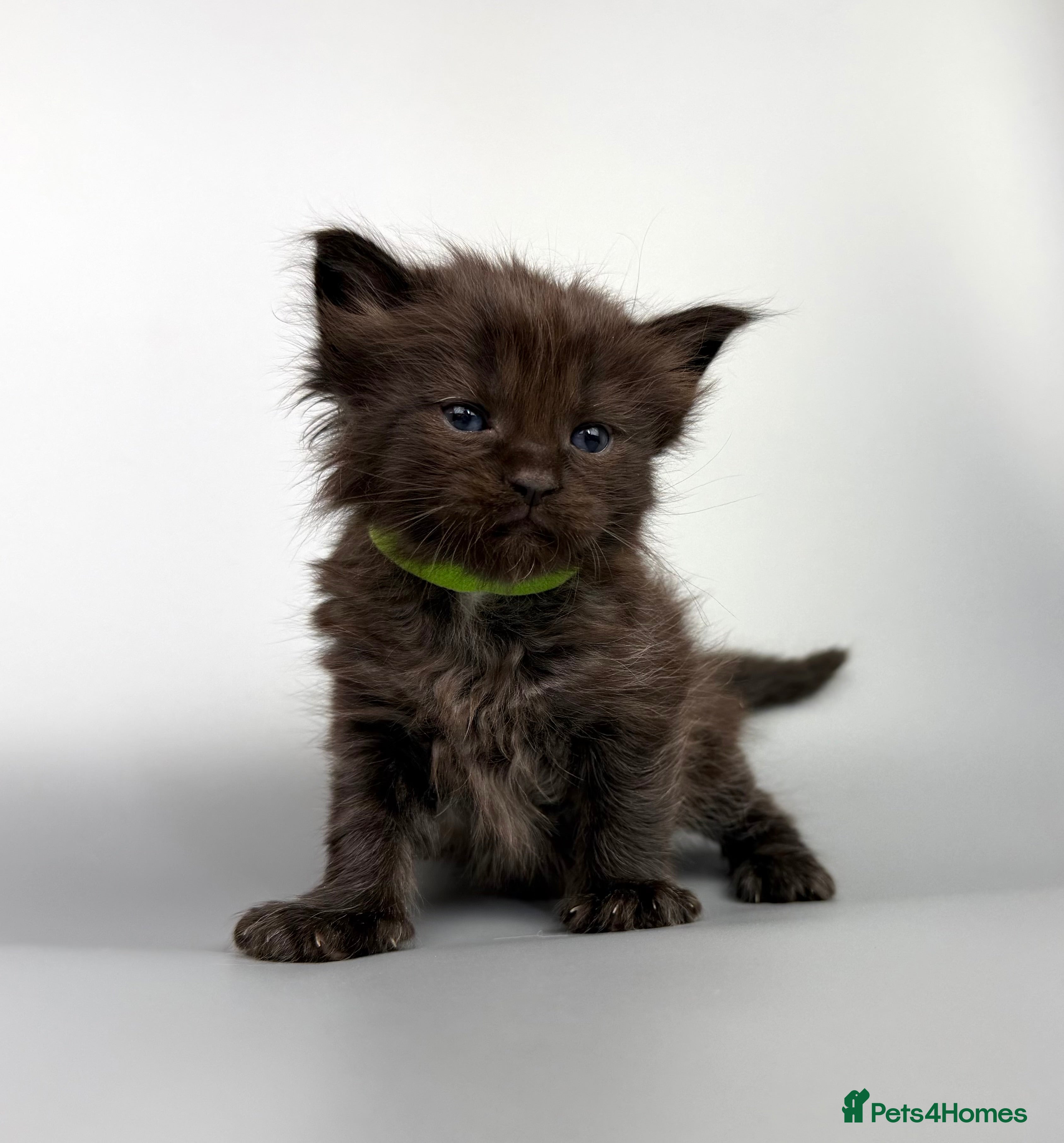 Mixed Breed cats 🤍 RAGDOLL X MC KITTENS | HEALTH-TESTED PARENTS - Advert 6