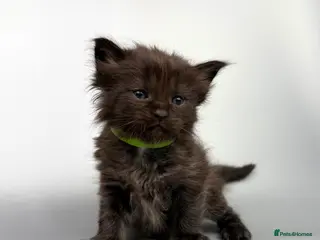 Mixed Breed cats 🤍 RAGDOLL X MC KITTENS | HEALTH-TESTED PARENTS - Advert 6