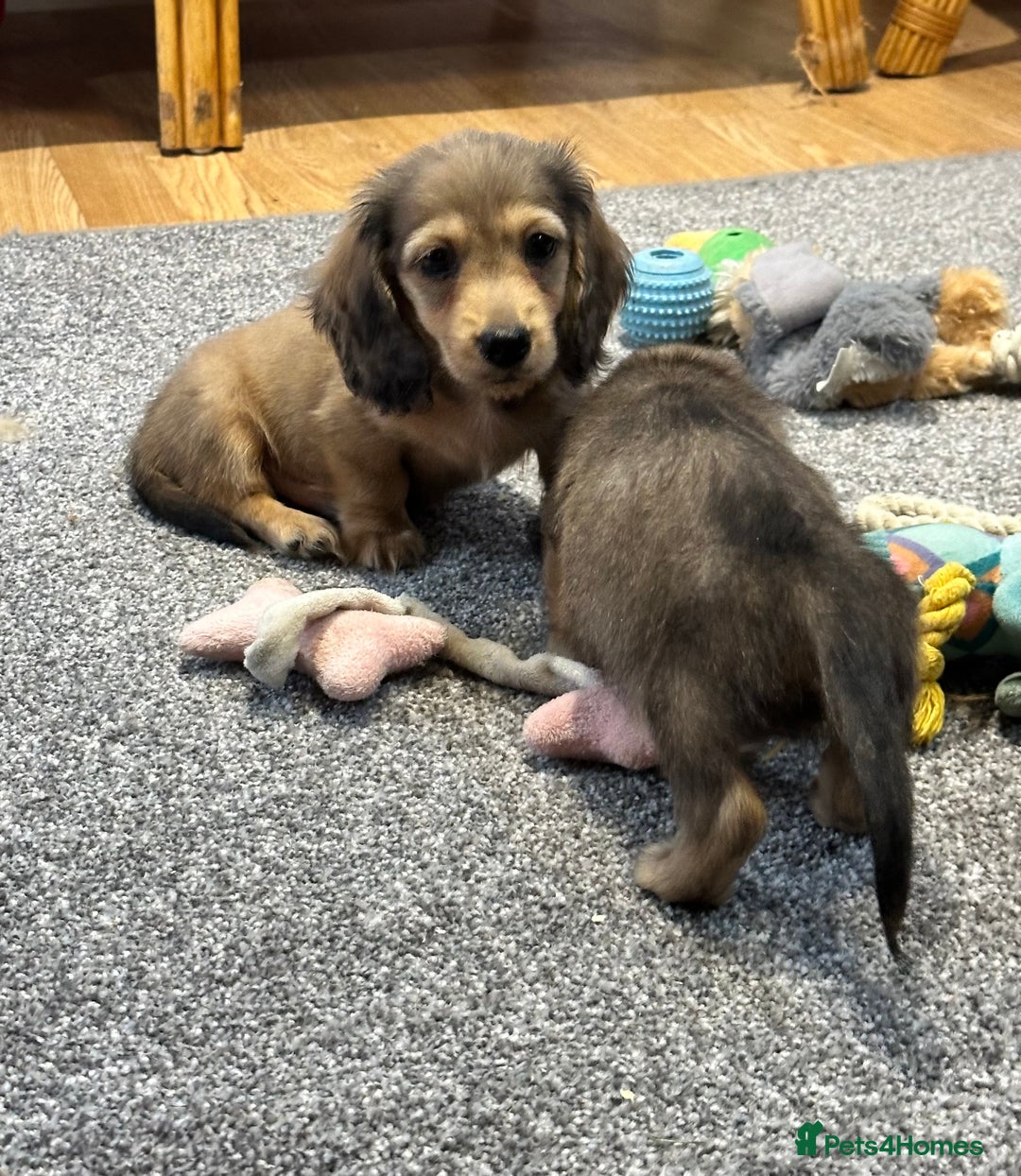 Miniature Dachshund dogs for sale: Gorgeous shaded cream pups - Image 12