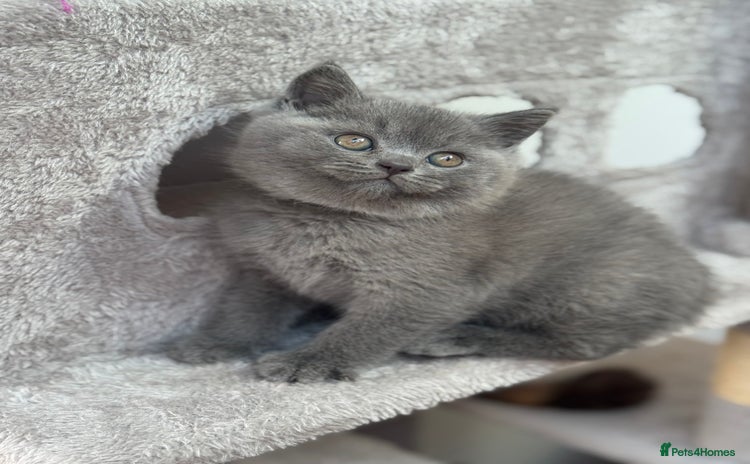 British Shorthair cats - Advert 14