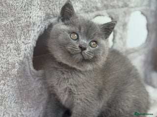 British Shorthair cats - Advert 26