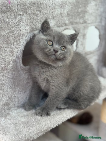 British Shorthair cats - Advert 12