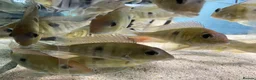 Other/Mixed Breed fish for sale: Geophagus red head tapajos  - Advert 7