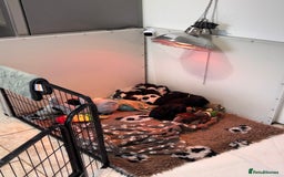 Cocker Spaniel dogs for sale: Health tested Champion parents show type male!!!  - Image 14