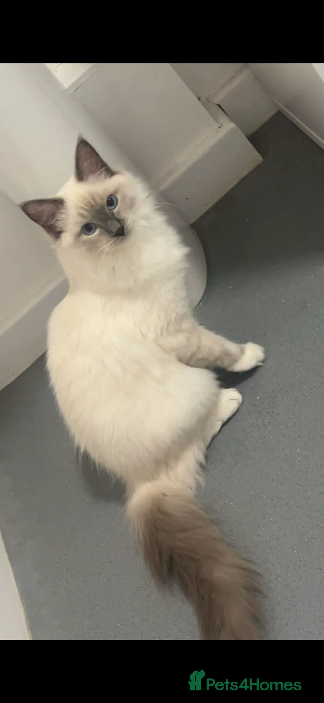 Ragdoll cats for sale: Pure breed ragdoll - Advert 4