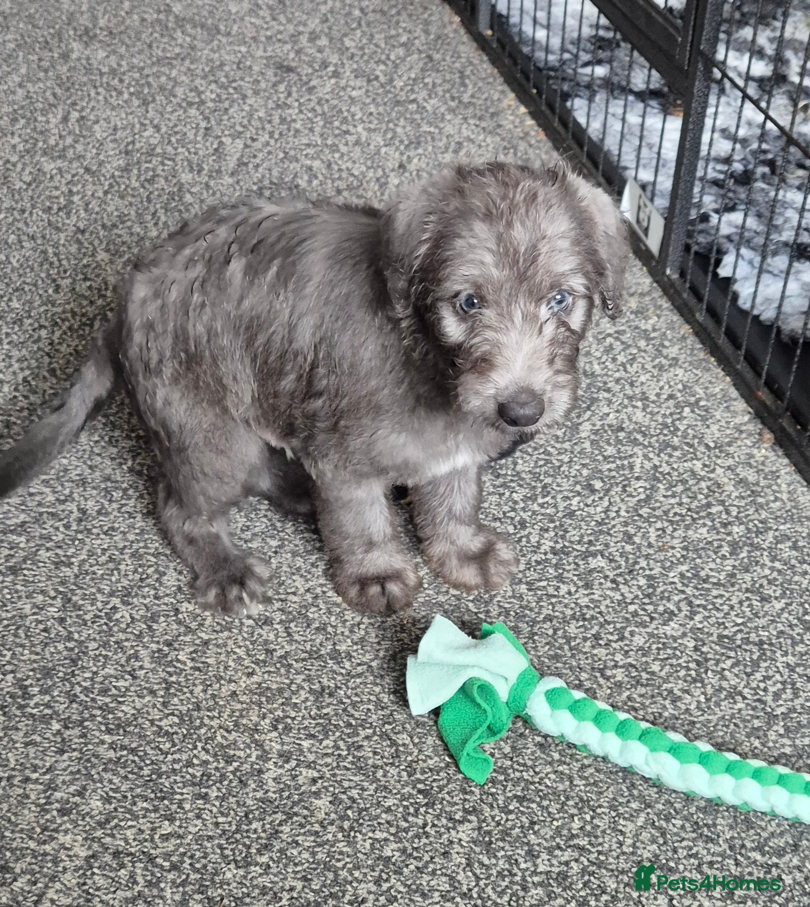 Bedlington Terrier dogs Stunning Beddlington x Whippet boys - Advert 20