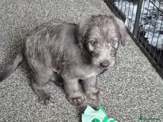 Bedlington Terrier dogs Stunning Beddlington x Whippet boys - Advert 5