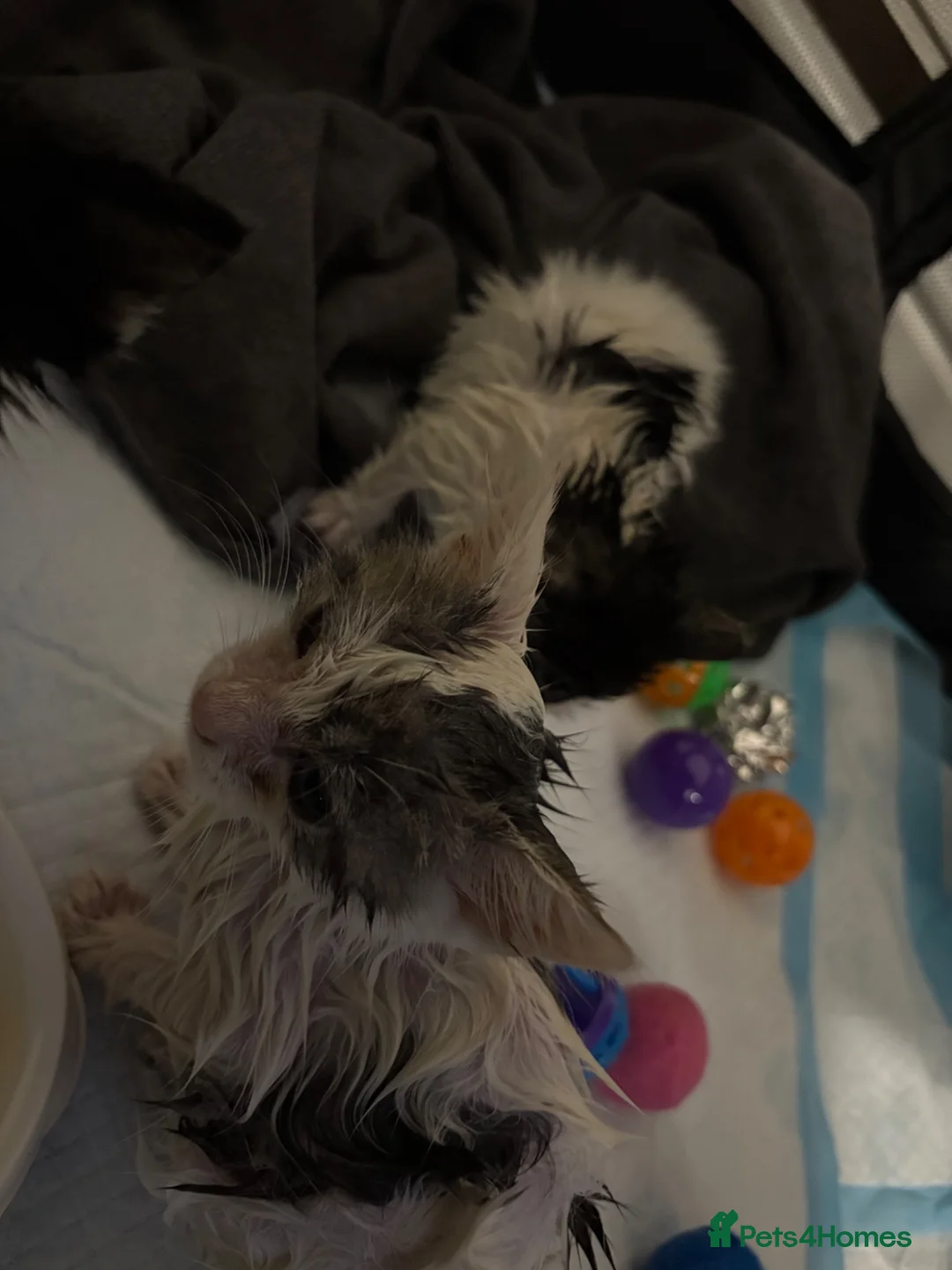Mixed Breed cats for sale: KITTENS TO GOOD HOMES - Advert 2