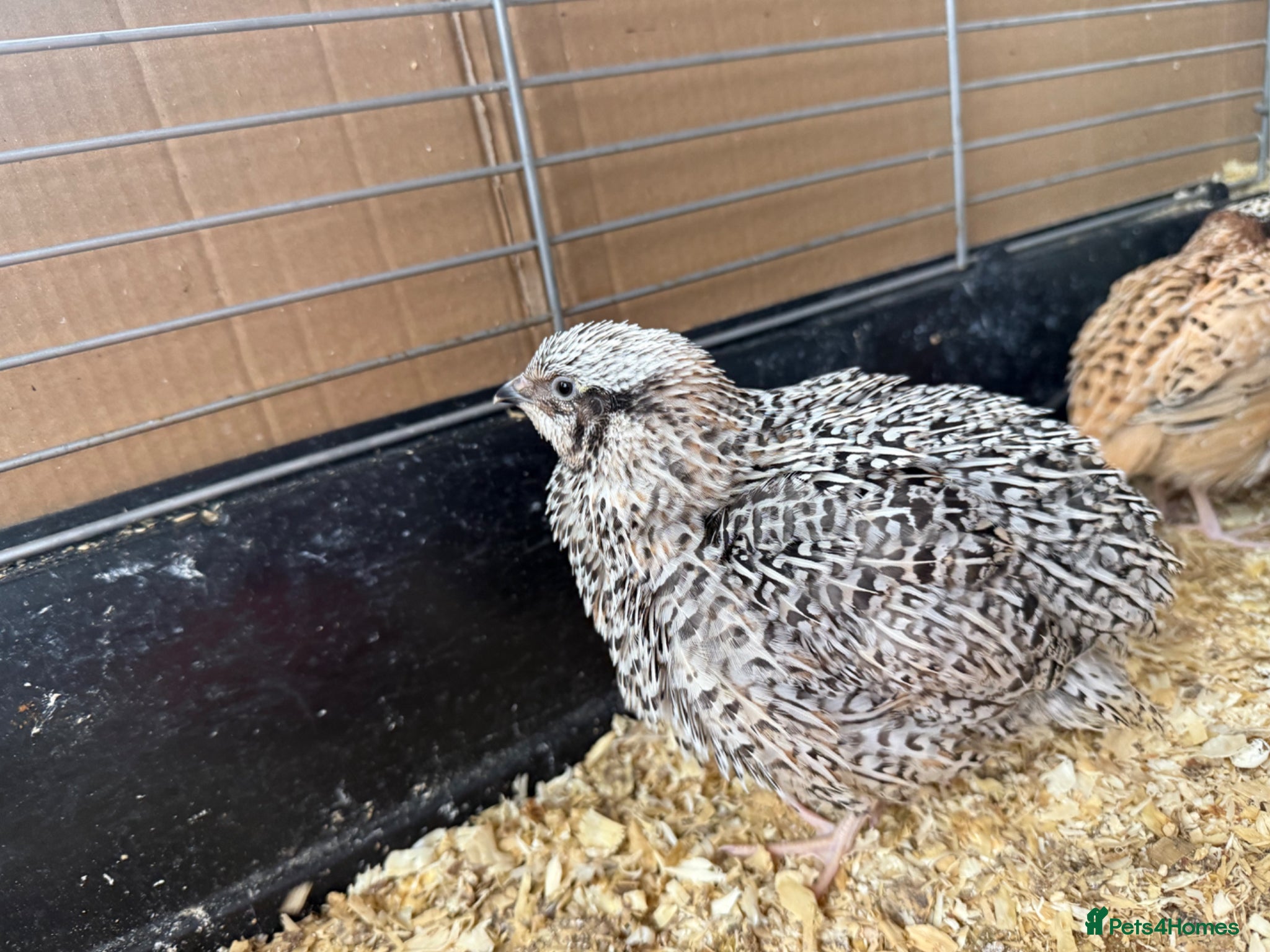 Quail poultry Female Japanese Coturnix Quail young Hens  - Advert 1