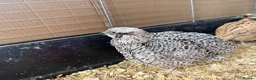 Quail poultry for sale: Female Japanese Coturnix Quail young Hens  - Advert 1