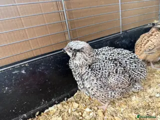 Quail poultry for sale: Female Japanese Coturnix Quail young Hens - Advert 2