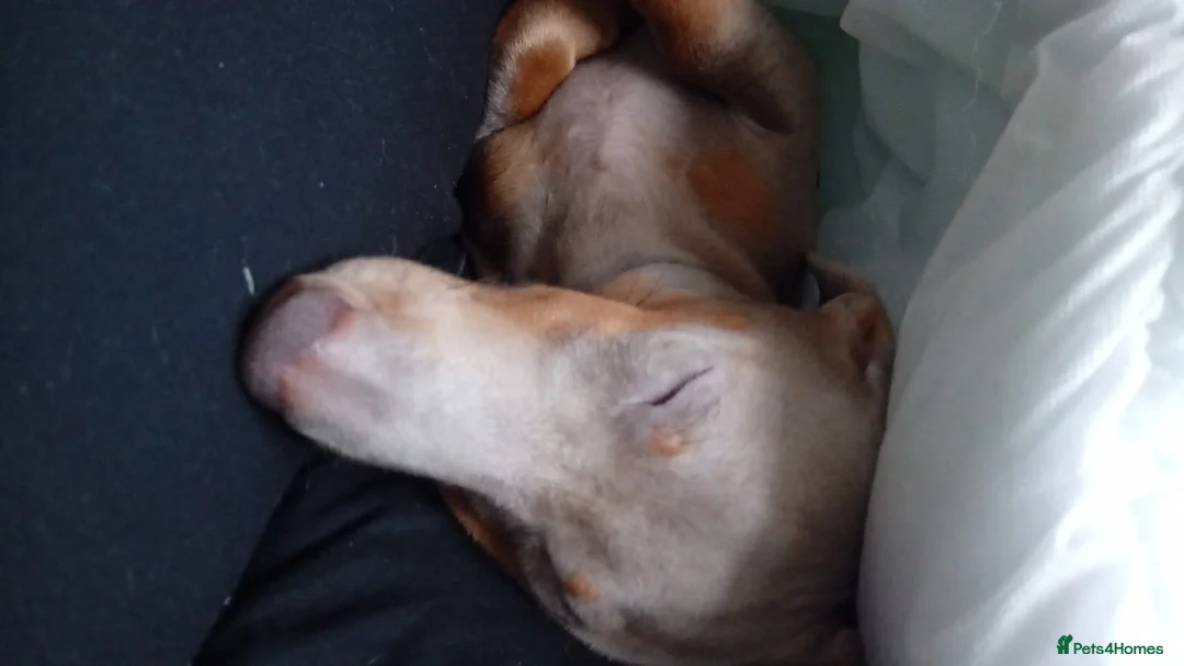 Miniature Dachshund dogs for sale: Mini dachshund - Advert 14