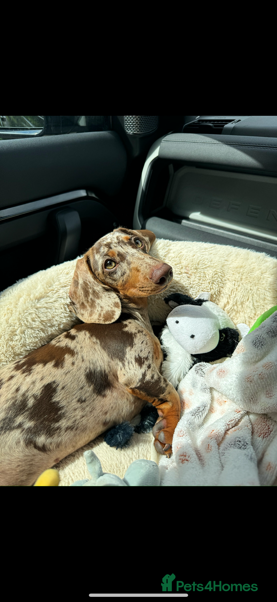 Miniature Dachshund dogs for stud: MINIATURE DAPPLE CHOC/ISABELLA DACHSHUND STUD - Advert 4