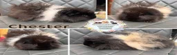 Guinea Pig rodents for sale: Guinea pig sows and boars - Lunkarya & Swiss  - Advert 8