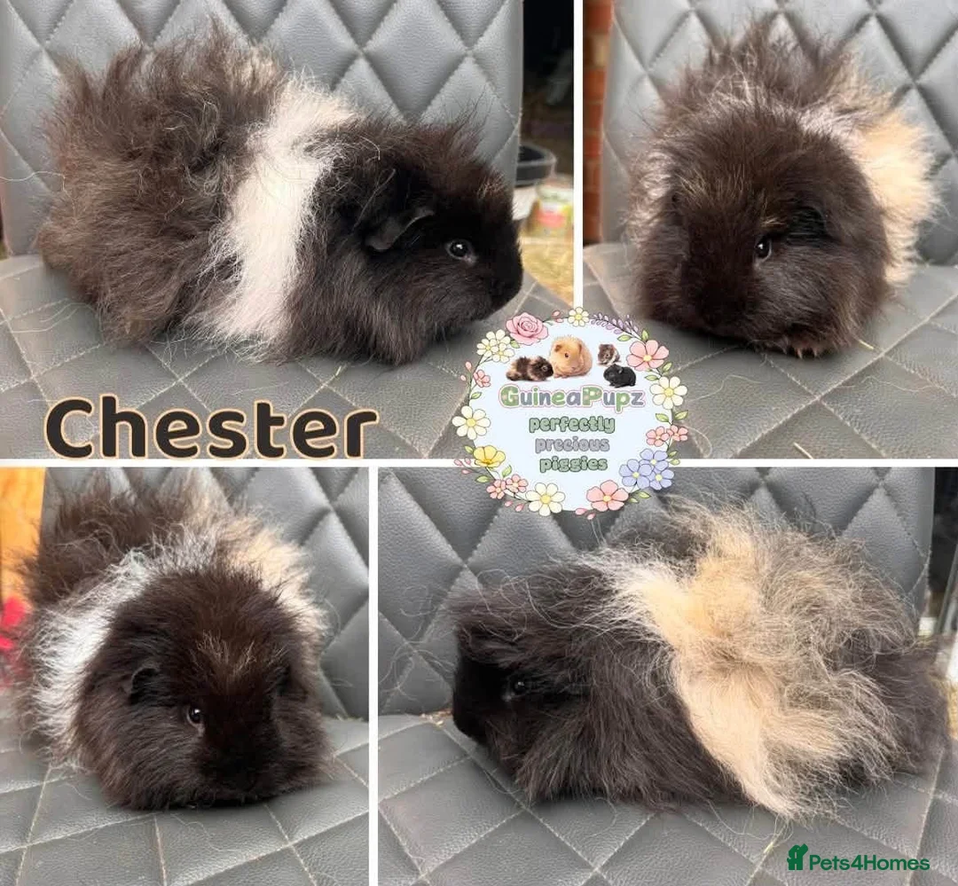 Guinea Pig rodents for sale: Guinea pig sows and boars - Lunkarya & Swiss  - Advert 8