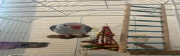 Parrots birds for sale: Indian Ring neck only 8 weeks old - Advert 2