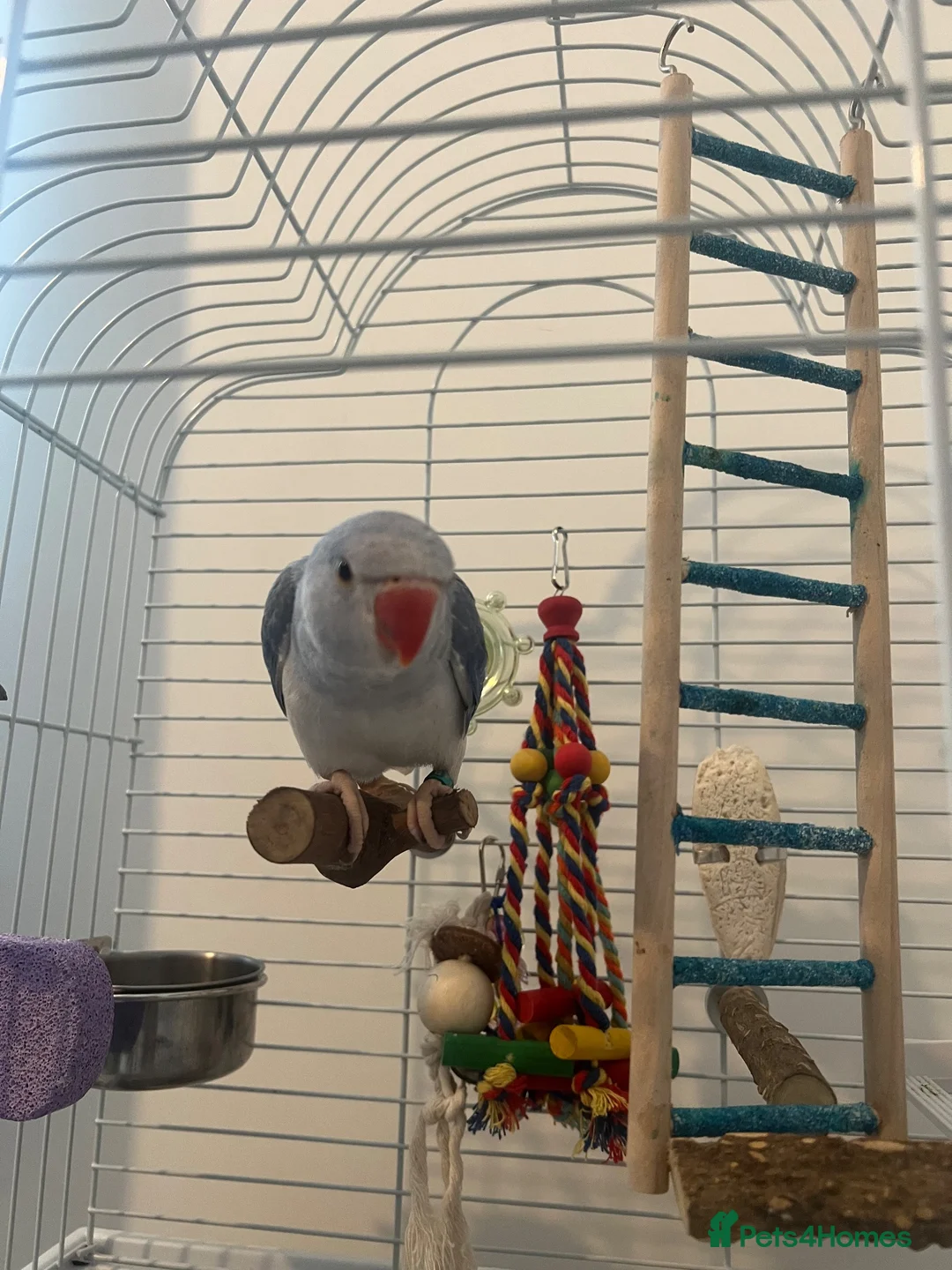 Parrots birds for sale: Indian Ring neck only 8 weeks old - Advert 2