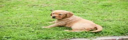 Golden Retriever dogs for sale: Male Golden Retriever Pup - Advert 7
