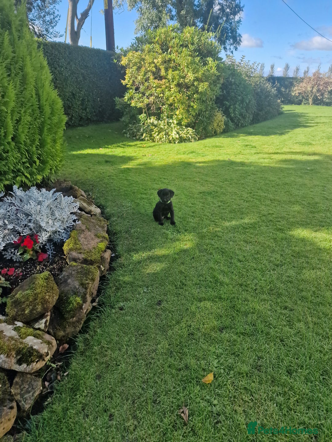 Labrador Retriever dogs for sale: **PEDIGREE, KC REGISTERED AND HIP SCORED** - Image 11