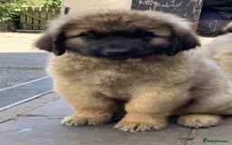 Leonberger dogs for sale: Stunning Leonberger Puppies - Image 1