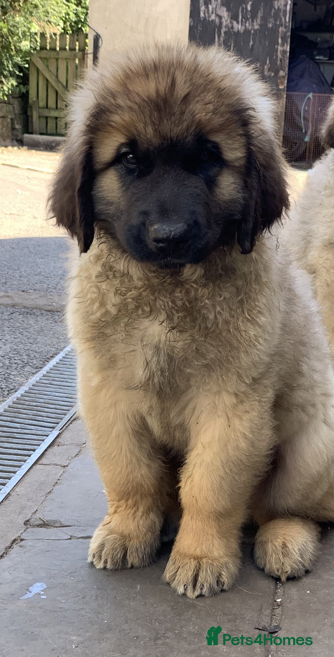 Leonberger dogs for sale: Stunning Leonberger Puppies - Image 1