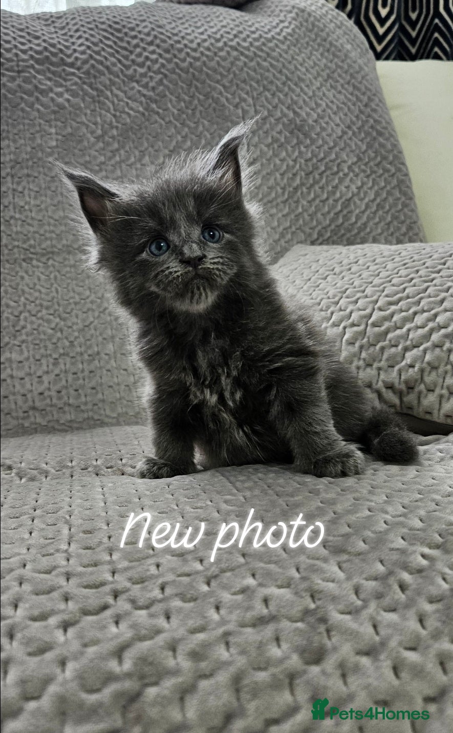 Maine Coon cats for sale: Giant Maine Coon  - Advert 12