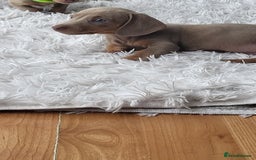 Dachshund dogs for sale: Miniature Isabella daucsunds for sale - Image 1