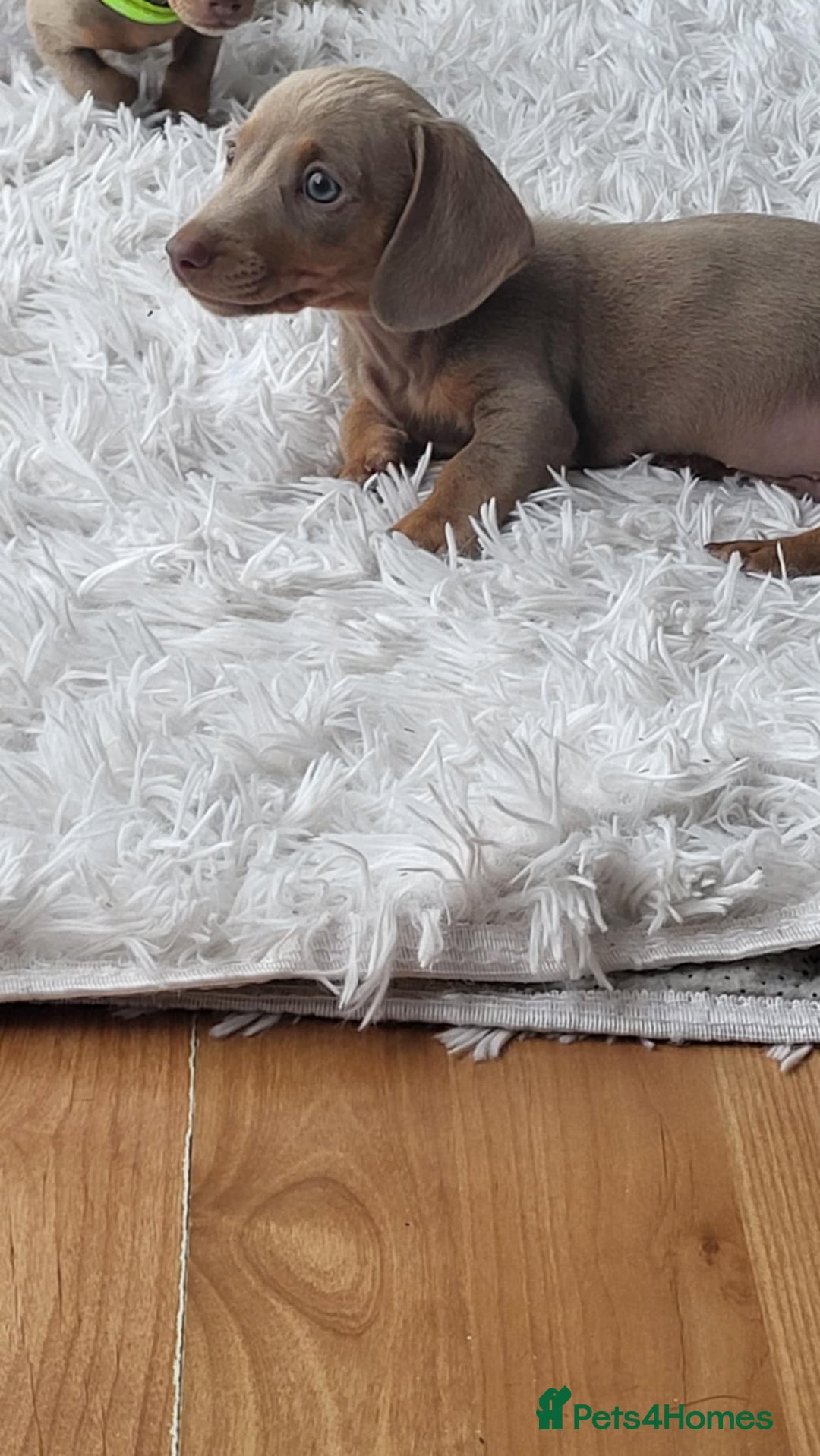 Dachshund dogs for sale: Miniature Isabella daucsunds for sale - Image 1