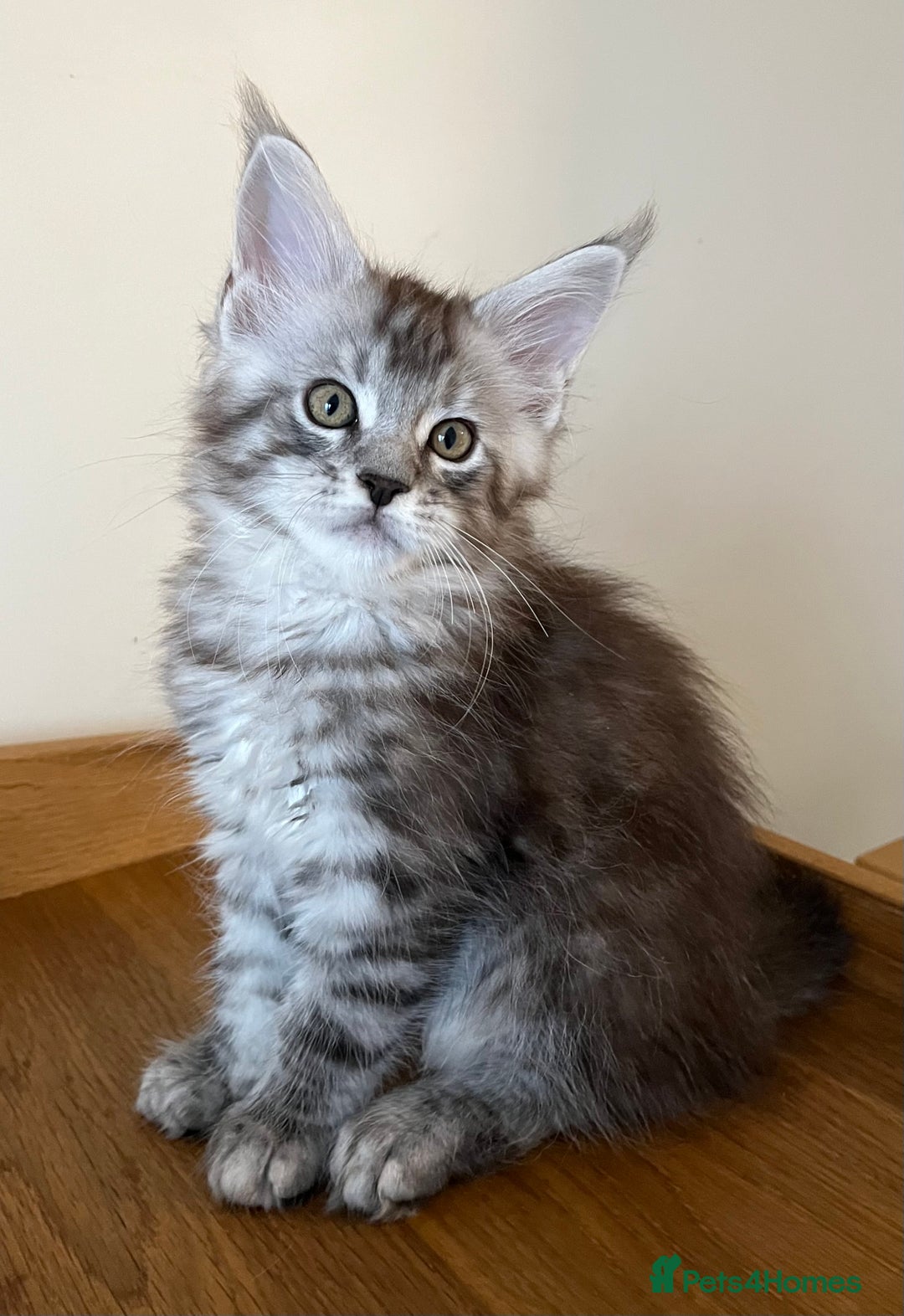 Maine Coon cats for sale: GCCF female pedigree Maine Coon kitten  - Image 8