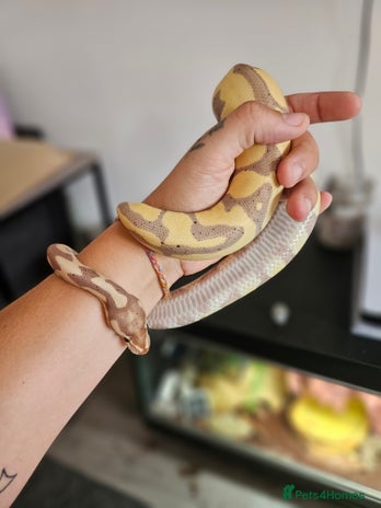 Python Snake reptiles in Bristol - Advert 1