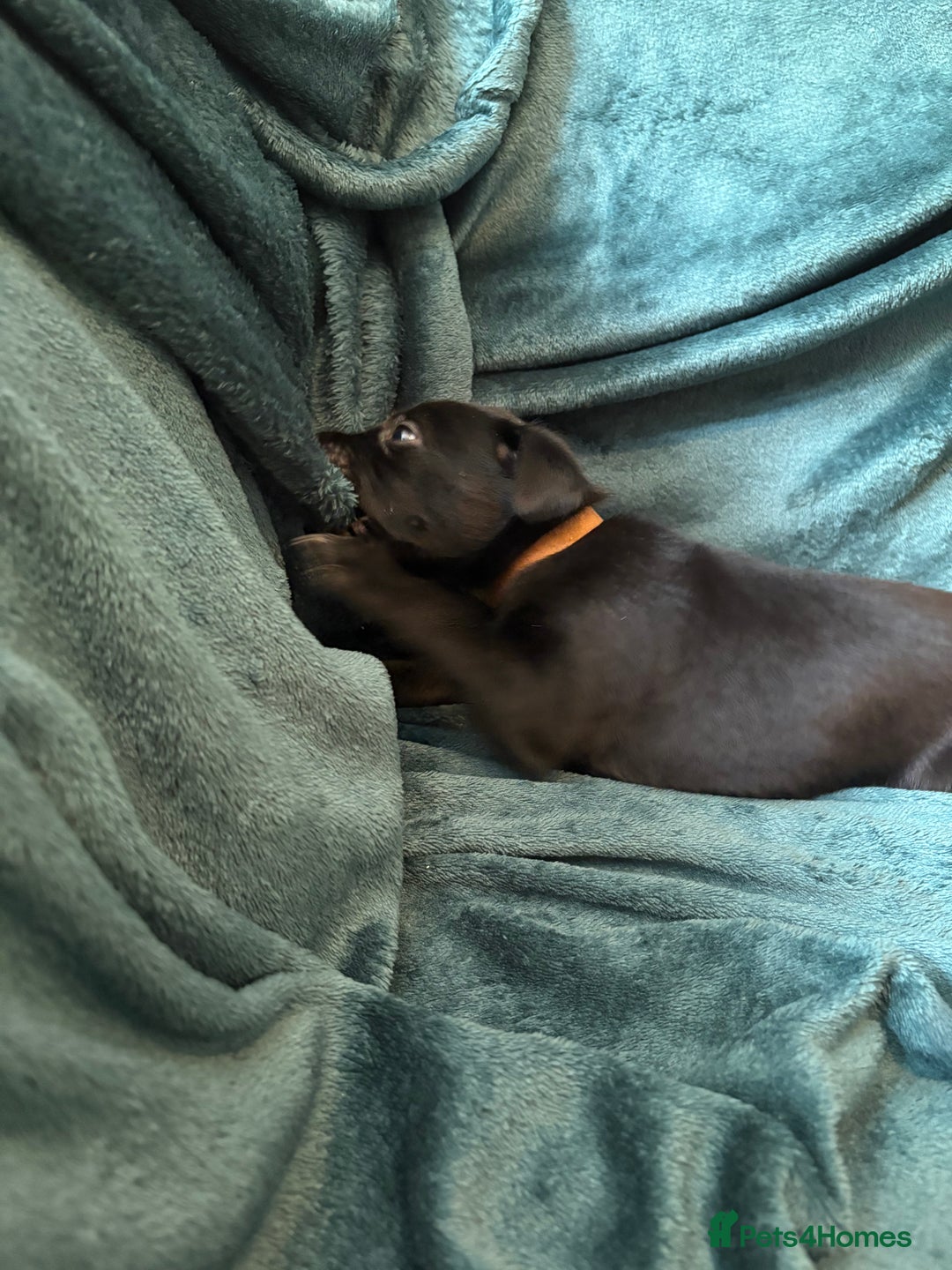 Mixed Breed dogs for sale: Beautiful whippet cross labrador(collie) puppies  - Image 14