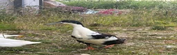 Ducks poultry for sale: Male Runner Duck  in Newcastle upon Tyne - Advert 3