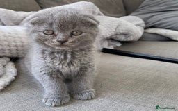 Scottish Fold cats for sale: Scottish Fold Kittens - Image 2