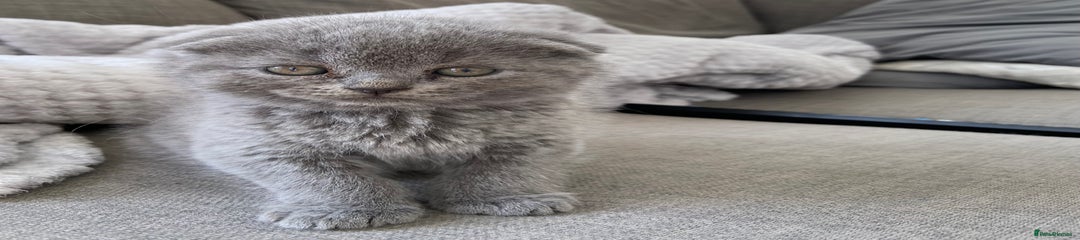 Scottish Fold Kitten 2