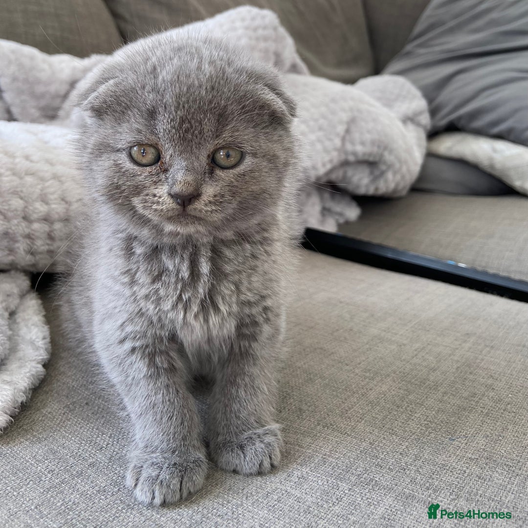 Scottish Fold cats for sale: Scottish Fold Kittens - Image 2