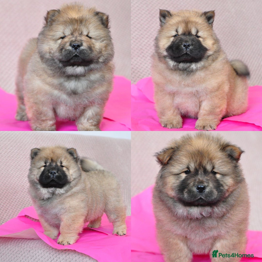 Chow Chow dogs for sale: Pedigree Chow Chow puppies available 🐶 - Advert 2