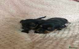 Yorkshire Terrier dogs for sale: Miniature Yorkshire Terrier Puppies  - Image 16