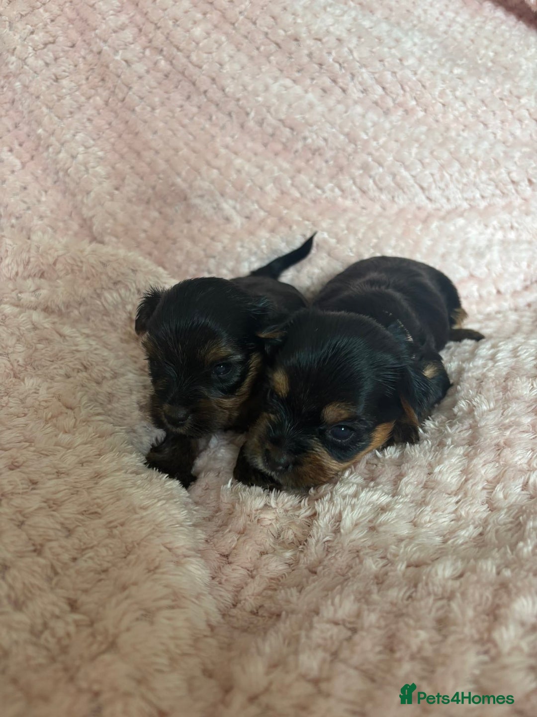 Yorkshire Terrier dogs for sale: Miniature Yorkshire Terrier Puppies  - Image 16