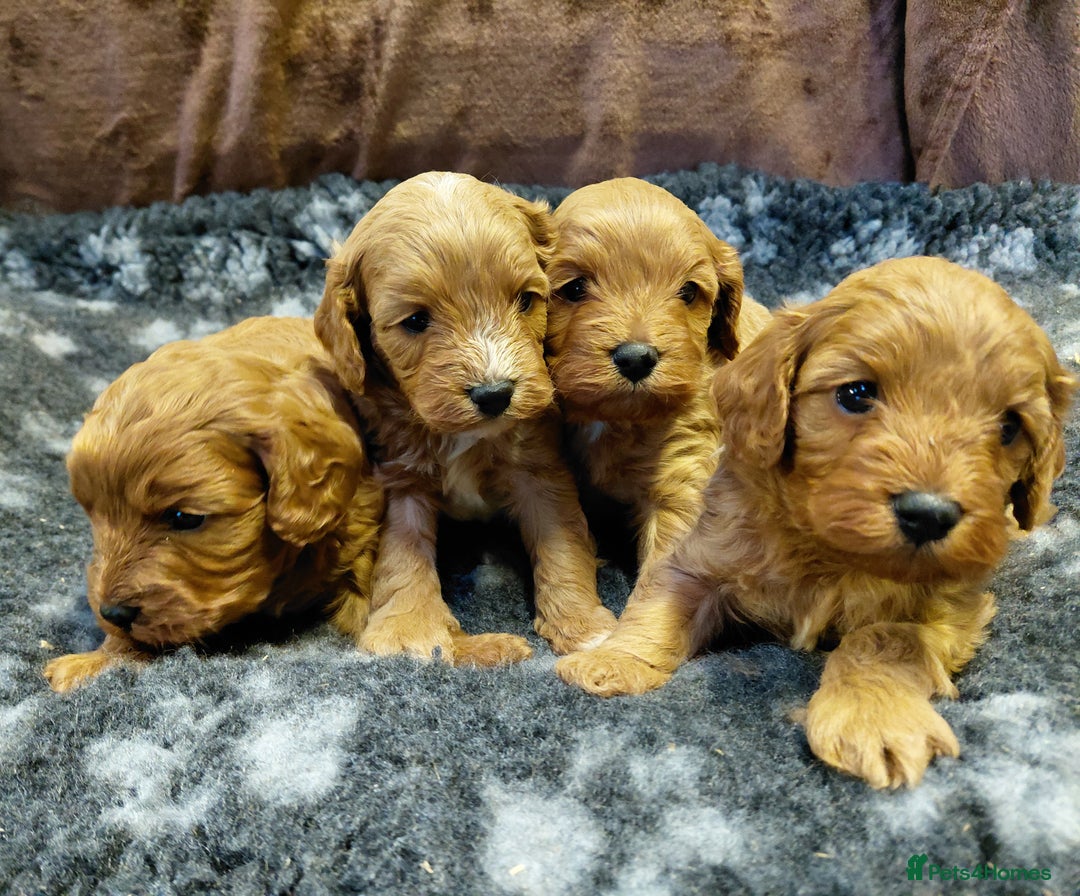 Cavapoo dogs for sale: Toy Red Cavapoos  - Advert 6