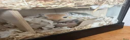 Gerbil rodents for sale: Mum & Daughter with Tank  - Advert 4