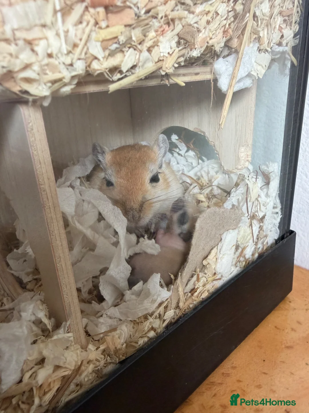 Gerbil rodents for sale: Mum & Daughter with Tank  - Advert 4