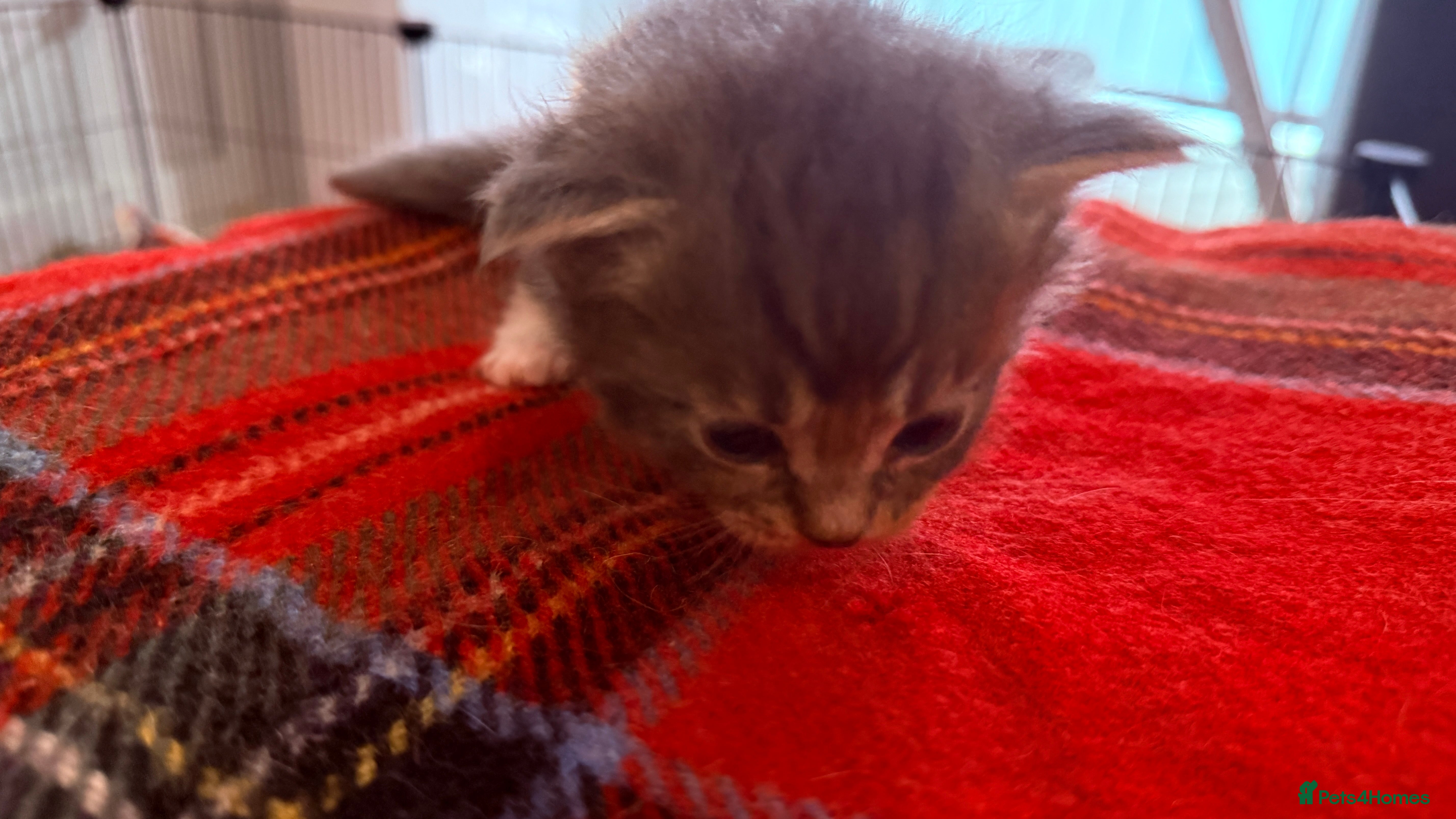 Ragcoon cats for sale: Gorgeous, fluffy litter of 6 RagCoon Kittens - Advert 9