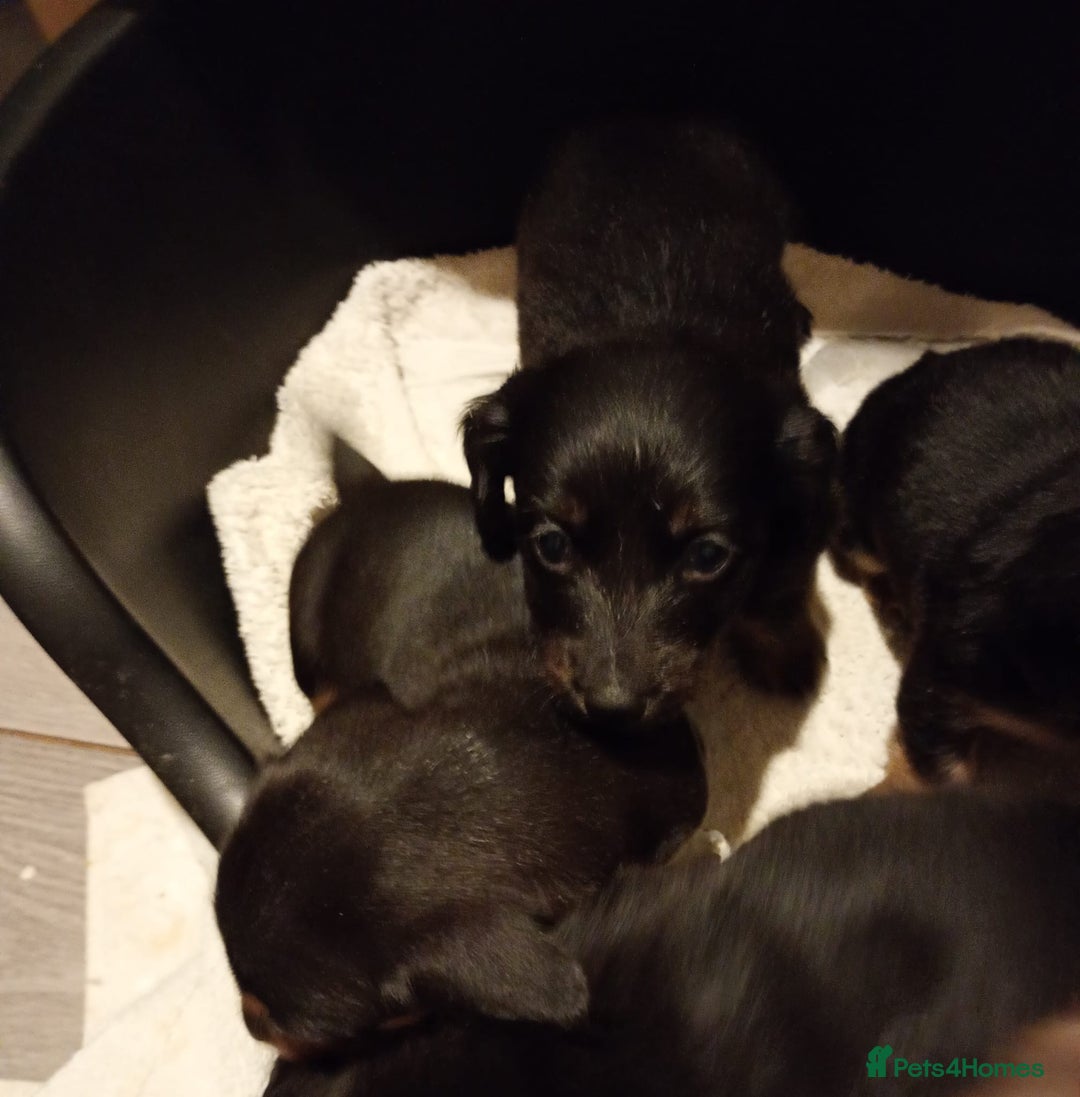 Dachshund dogs for sale: 7 long and short haired dachshunds for sale - Advert 7