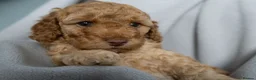 Cockapoo dogs for sale: Beautiful Cockapoo Puppies - Advert 32
