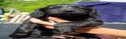 Mixed Breed dogs for sale: Cocker shi-poo puppy’s  - Advert 4