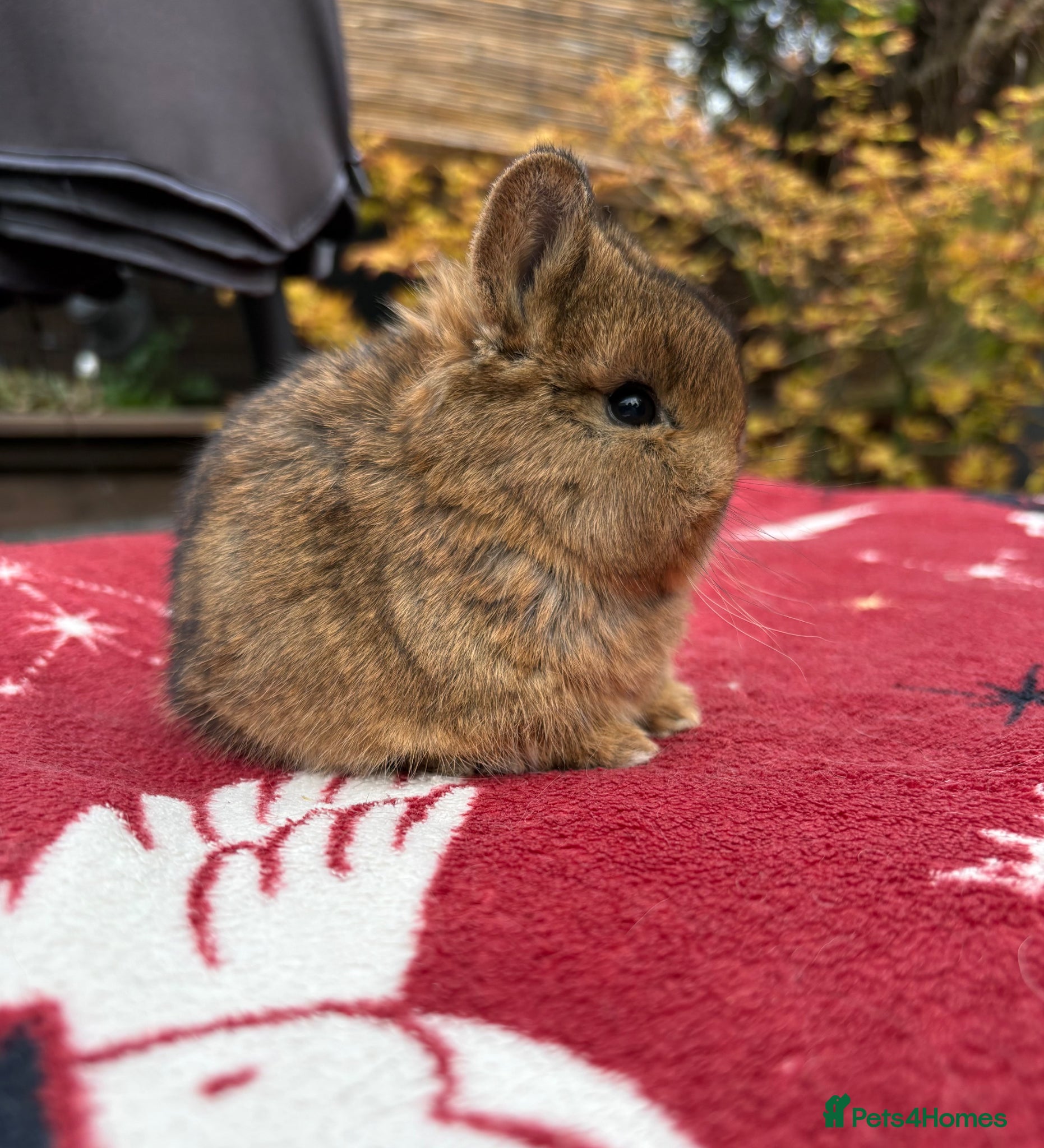 Netherland Dwarf rabbits Netherland dwarf boy for sale  - Advert 9
