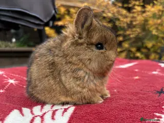 Netherland Dwarf rabbits Netherland dwarf boy for sale - Advert 9