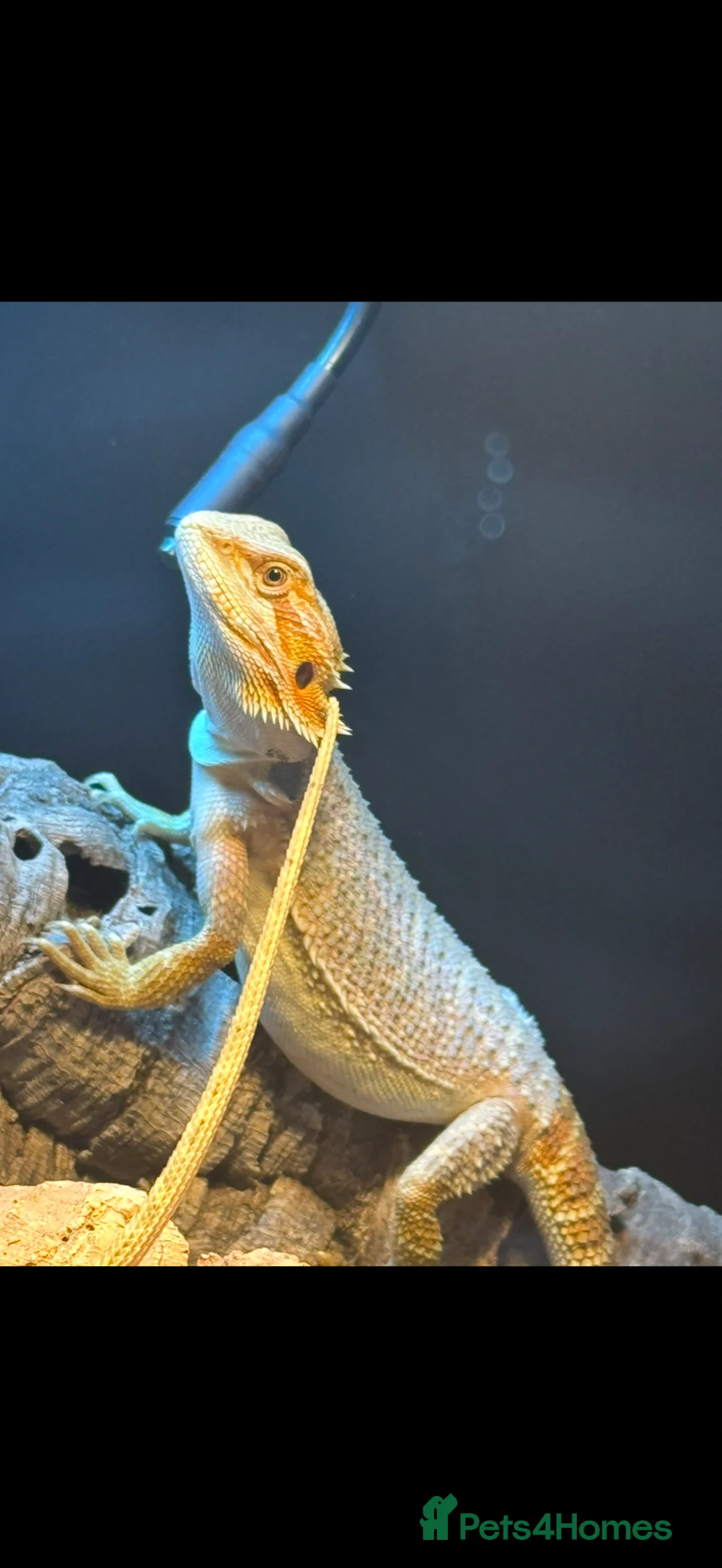 Bearded Dragon reptiles for sale: Bearded Dragon AND FULL SETUP - Advert 5