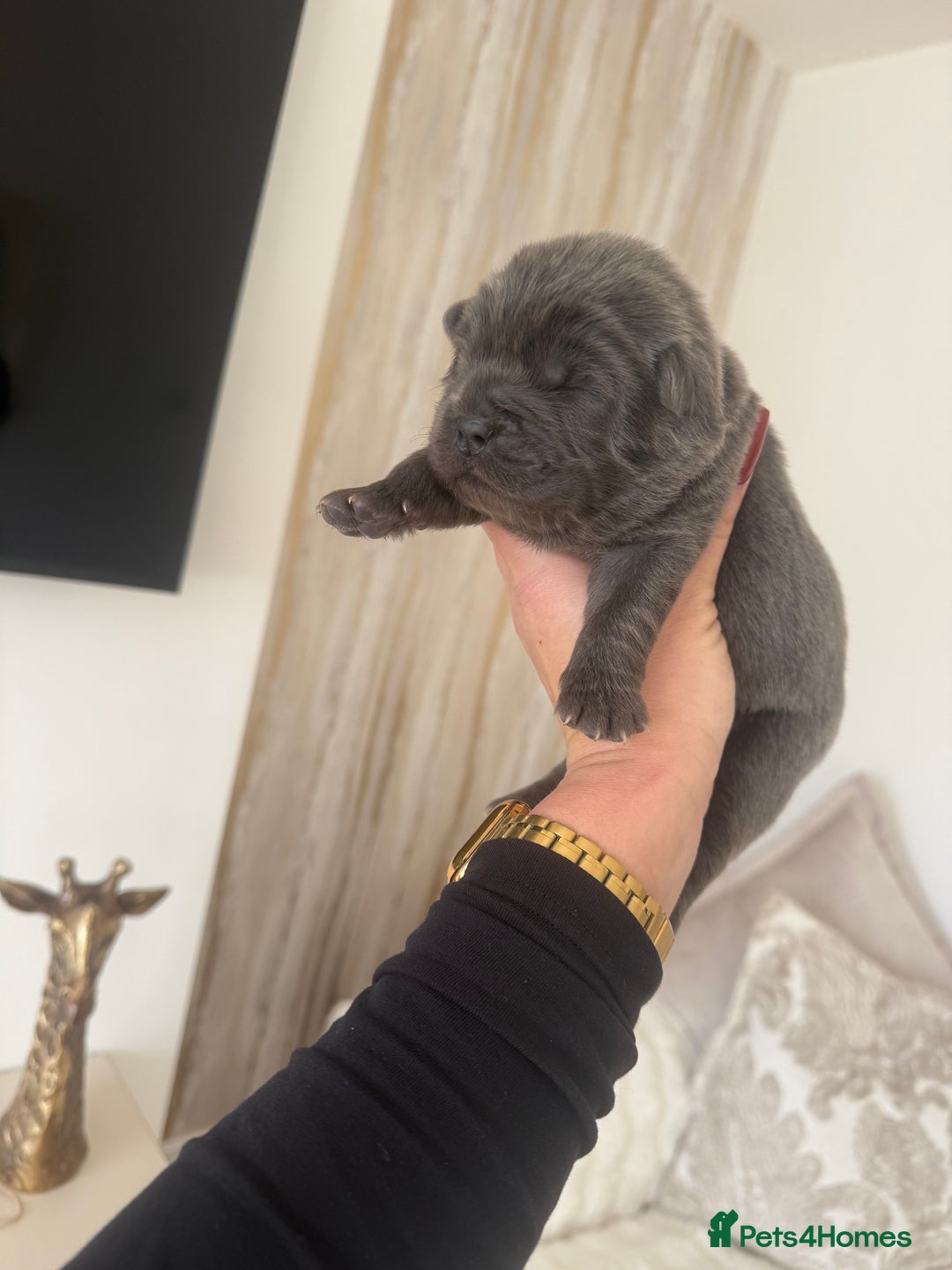 Chow Chow dogs for sale: KC reg chow chows ready to leave 24 dec! REDUCED - Advert 15